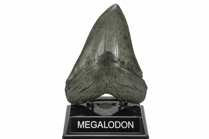 Huge, Fossil Megalodon Tooth - South Carolina #226642
